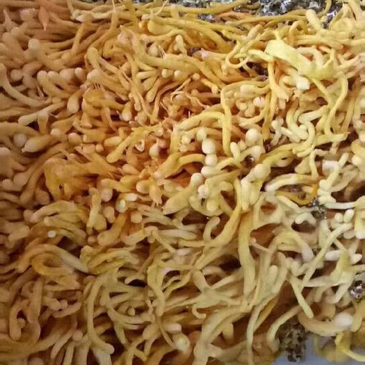 沈阳黄金针菇 虫草花品种鲜品北虫草好货一手货源直供大量供应批发长期供应合作