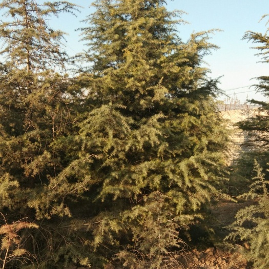 大荔县雪松 