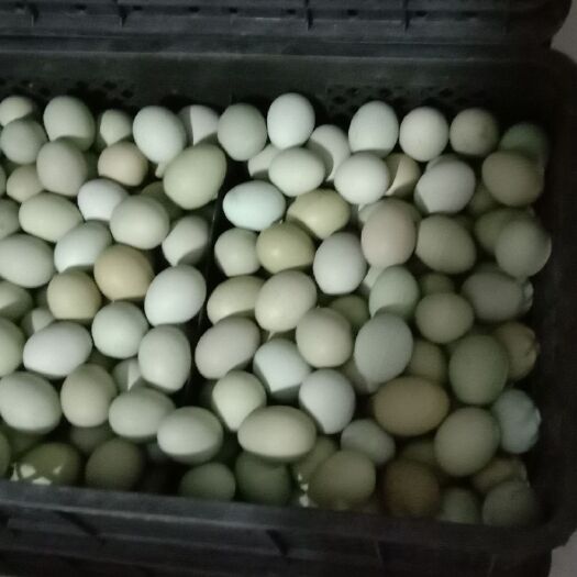 绿壳鸡蛋 食用 散装