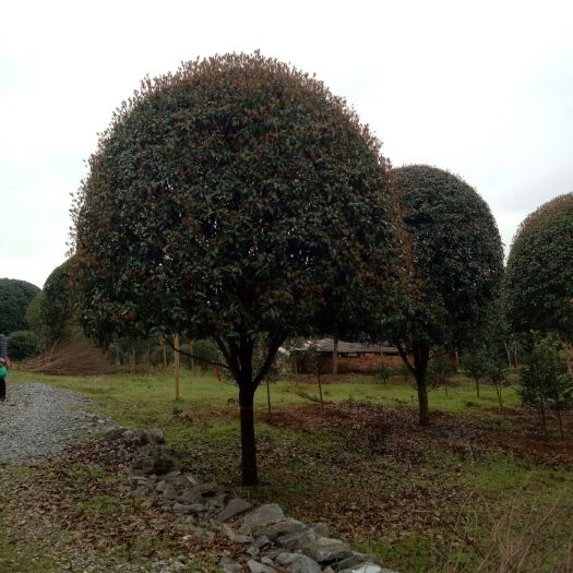 普通桂花树 断根苗，容器苗都有货8--30公分大量有货