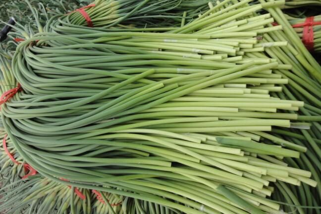 通许县红帽蒜薹 40~50cm