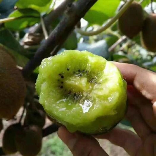 莱州市无毛猕猴桃苗 甜头不酸，老少皆宜，吃到停不下