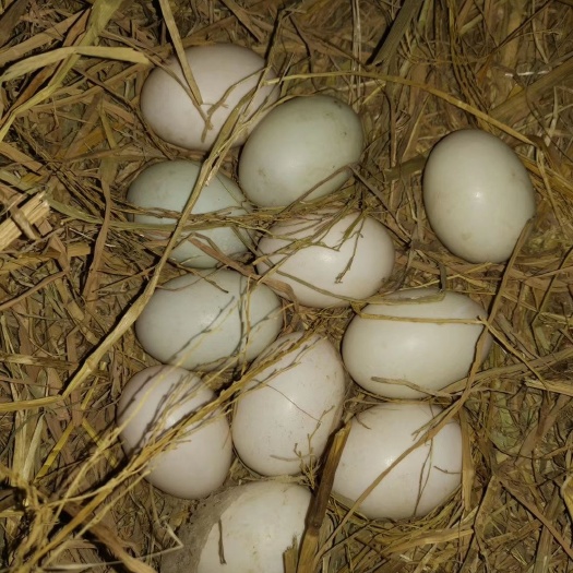 仁化县土鸭蛋 食用 箱装 