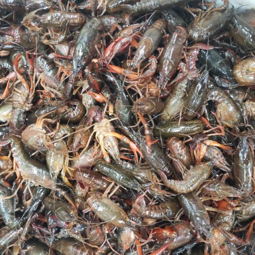潜江市潜江自家养殖2~4钱清水小龙虾青虾