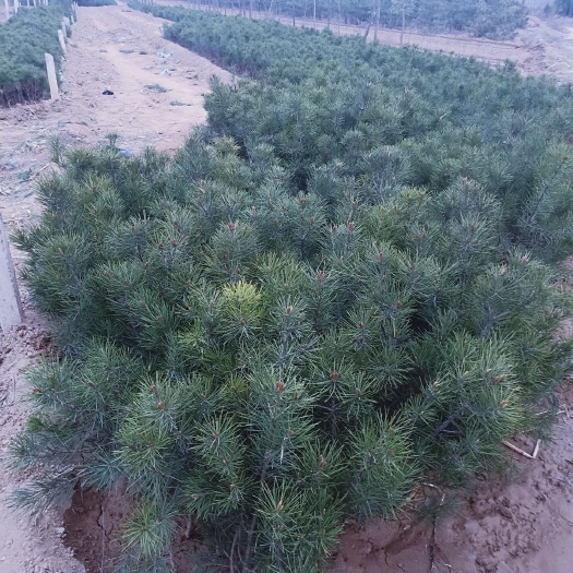绛县山西营养钵白皮松