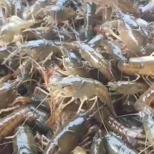 荆州小龙虾苗