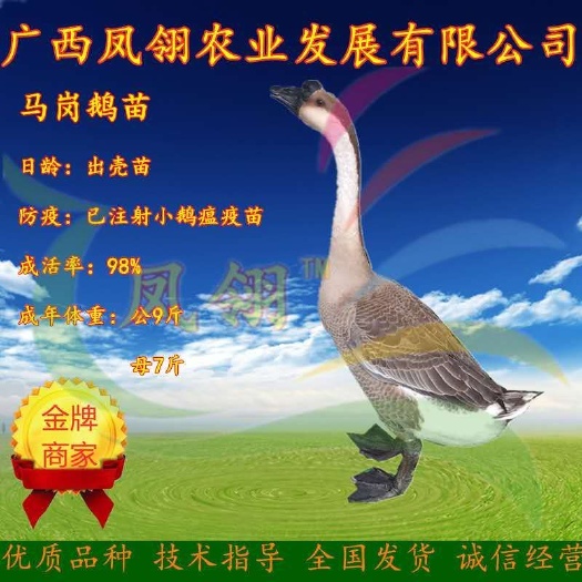 南宁马岗鹅 苗