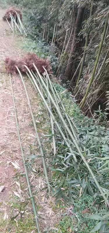 重庆市雷竹  细叶苗欢迎洽谈合作
