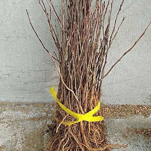 营口山荆子苗 0.5米以下