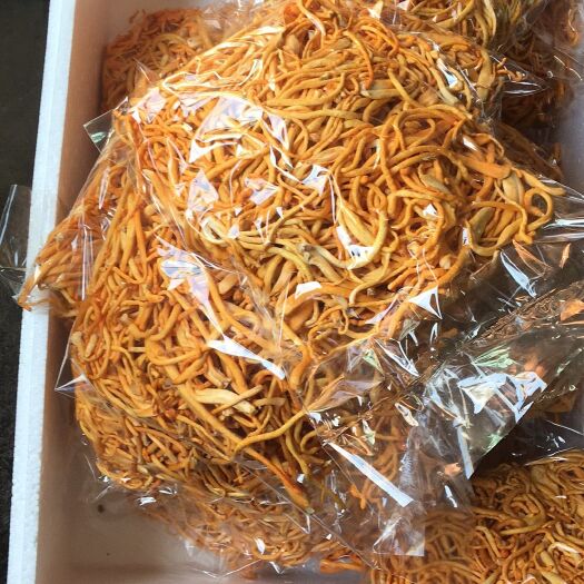 灯塔市野生虫草花