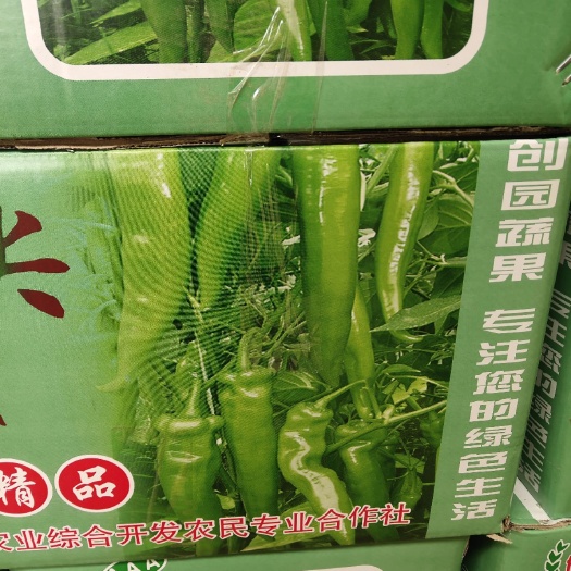 福清市青秀辣椒 10~15cm 中辣 靑色