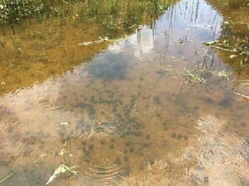 水产养殖肥料 杀青苔就用――苔速清