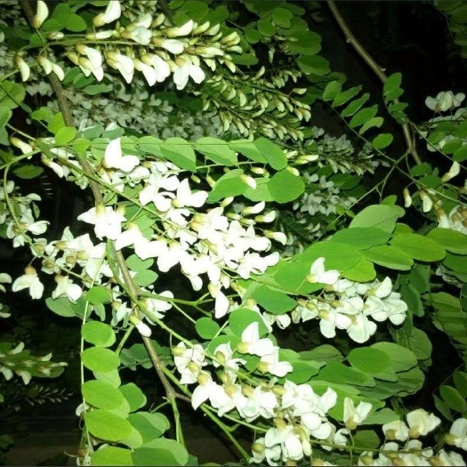汝阳县槐树花  鲜货