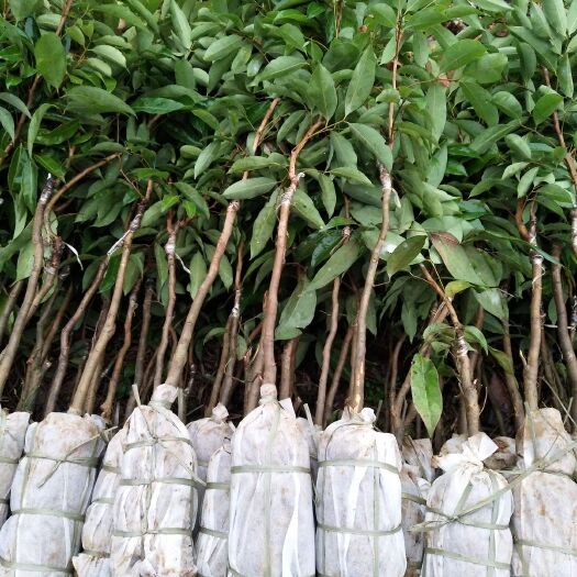 灵山县桂味荔枝苗 