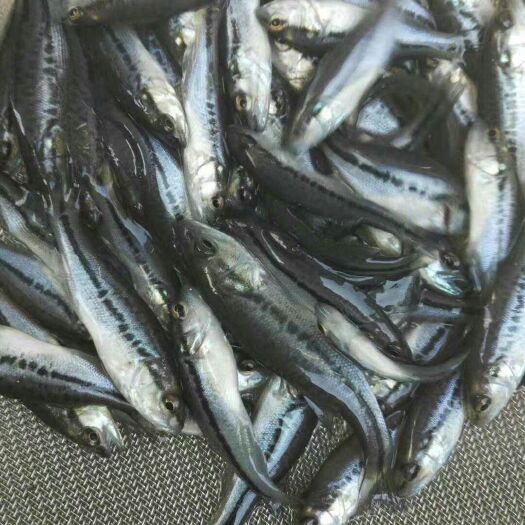 重庆市鲈鱼苗 量大从优，支持周边送货下塘消毒，保证成活