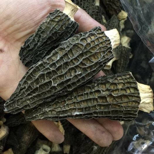 羊肚菌 干货 3cm~6cm 圆顶 灰黑色 人工种植