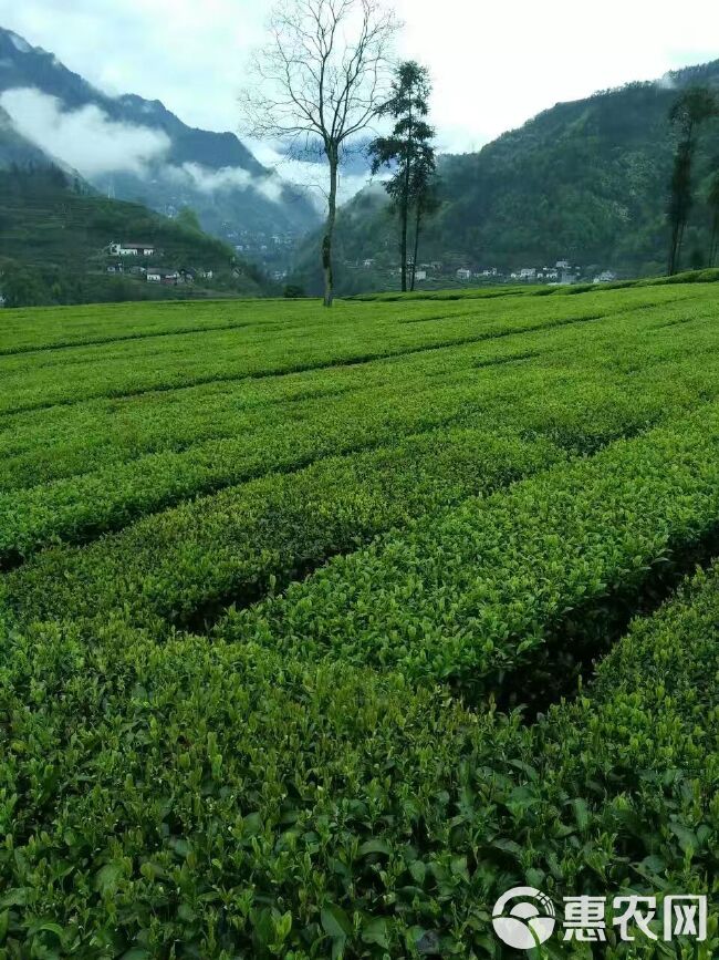 高山绿茶 一级 散装