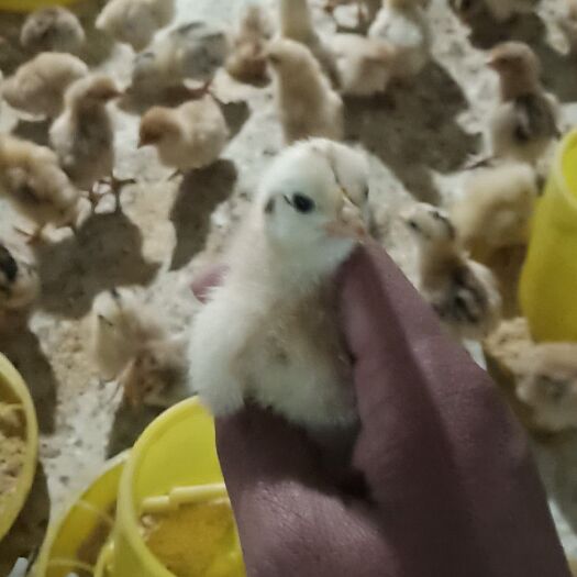 沭阳县土鸡苗