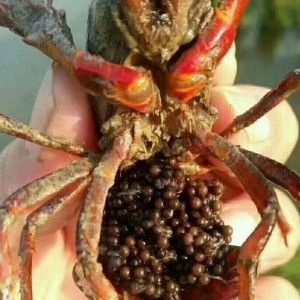 沭阳县小龙虾苗