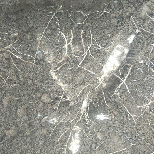 青龙县关玉竹