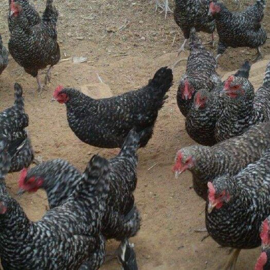 沭阳县芦花鸡苗  芦花鸡出壳苗4.8/只，脱温鸡18一只