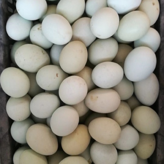 乐陵市绿壳鸡蛋 孵化  食用种蛋