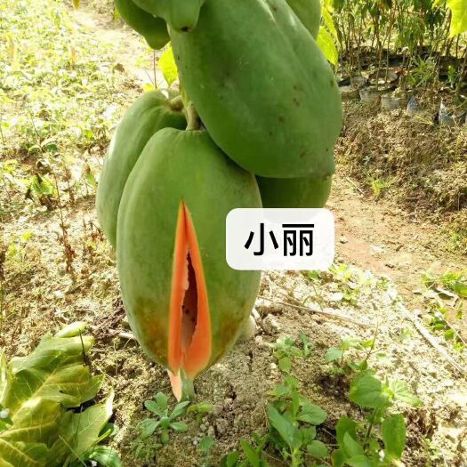灵山县红心木瓜苗