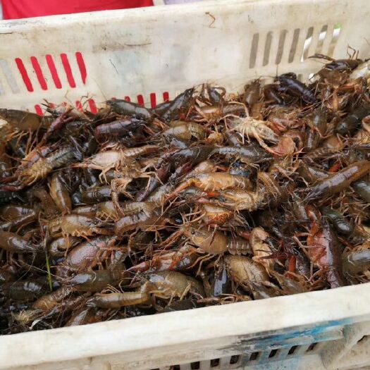 全椒县小龙虾苗