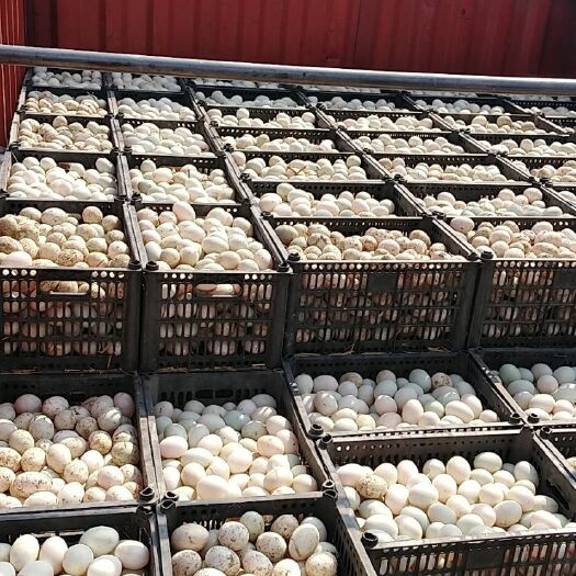沈丘县麻鸭蛋  散装 食用 日产3000斤