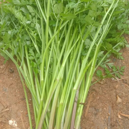 茶陵县野芹菜