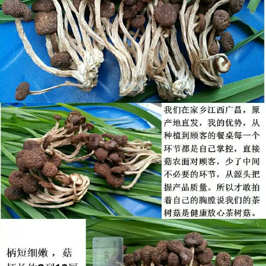 广昌县广昌5号茶树菇  茶树菇