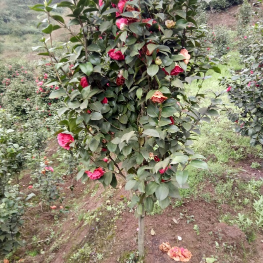 高县山茶花 100~140cm 