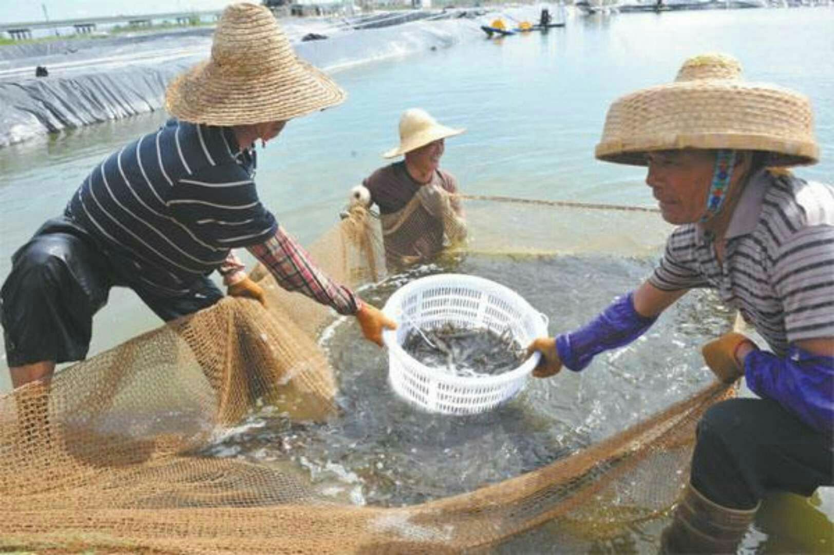 水产养殖肥料 杀青苔就用――苔速清