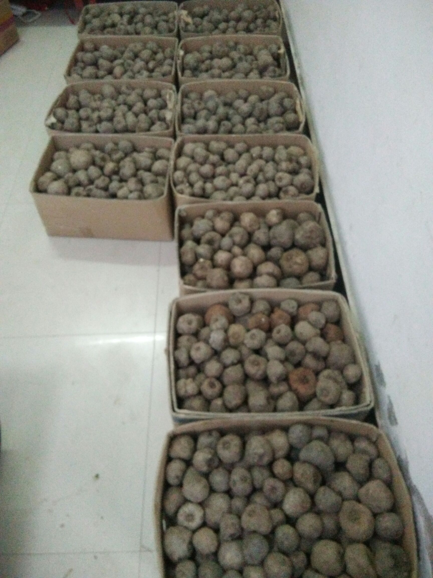 魔芋种子  优质高产精品魔芋种