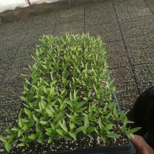 永宁县羊角椒苗 8～10片真叶