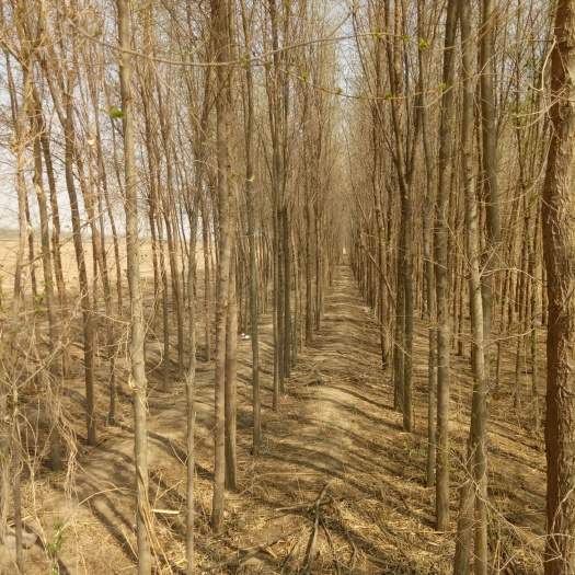威县榆树苗