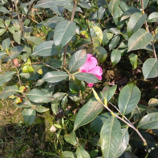 大果红花油茶 红花油茶嫁接苗实生苗