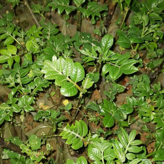 河池吴茱萸苗