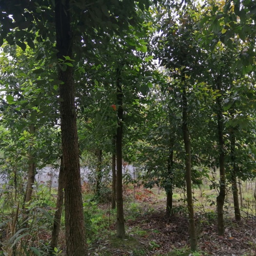 都江堰市全冠香樟