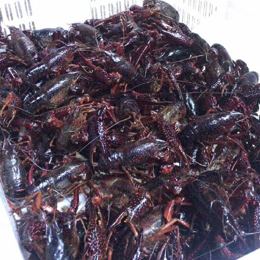 长沙监利小龙虾 6-8钱 稻田虾 