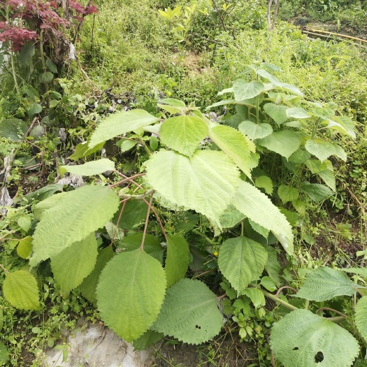 苍南县苎麻