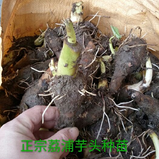 芋头种子  荔浦香芋种苗 品种纯正  提供种植技术指大量供应