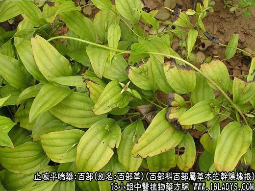 成都百部