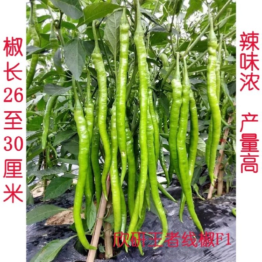 青县线椒种子  杂交种 ≥90% 粒尔田欣研王者线椒种子
