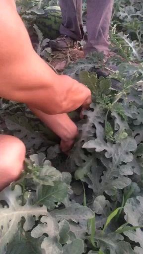 渭南甜王西瓜 8斤打底 8成熟 1茬 无籽