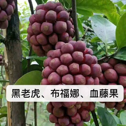 灵山县粉红黑老虎苗 血藤果苗有叫黑老虎，南北方都可以种植，当年种植当年挂果