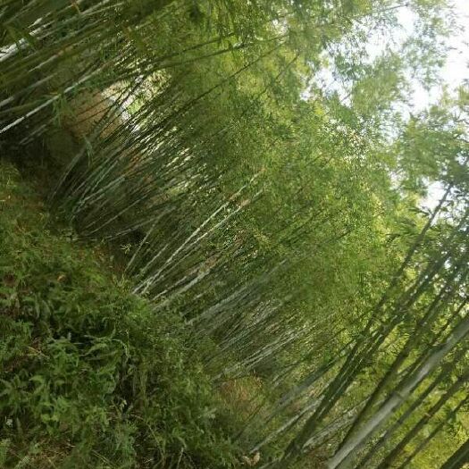 龙门县青皮竹 粉单竹