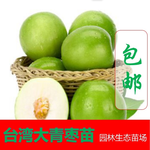 灵山县大青枣苗 价格便宜 现货批发 种苗