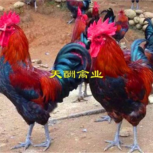 衡阳优质 青脚土鸡苗  血毛红土鸡苗 细脚高腿 大红公鸡