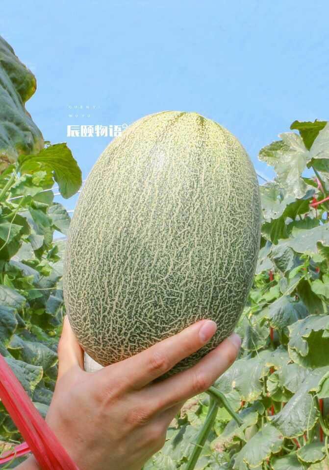 西州蜜25号 2斤以上